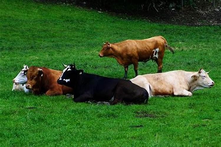 梦见一群牛在圈里