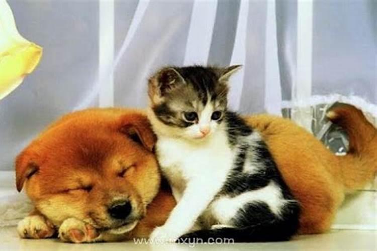 梦到猫和狗在一起