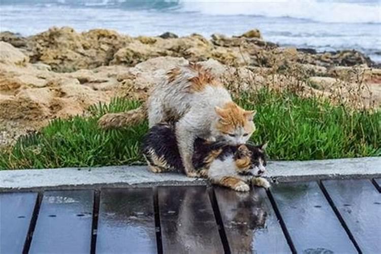 梦里梦到猫狗在对着空气叫,好像又看不见的东西