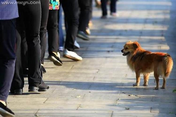 梦见猫狗跟着我