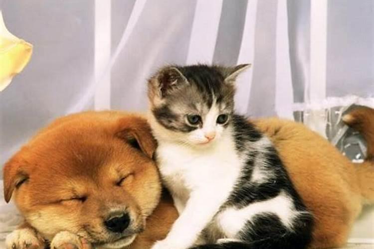 睡觉梦见猫狗有什么意思嘛周公解梦