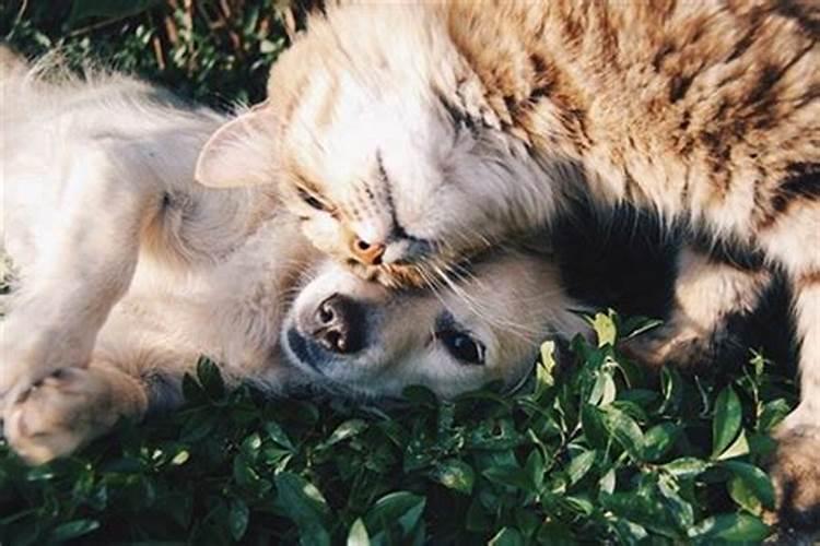 做梦见猫狗是什么意思女性