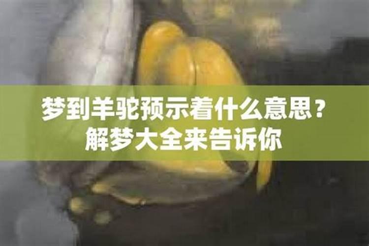 梦见自己骑着羊驼回家