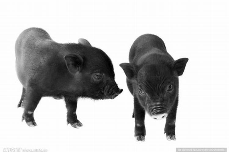 梦见两个黑色的小猪