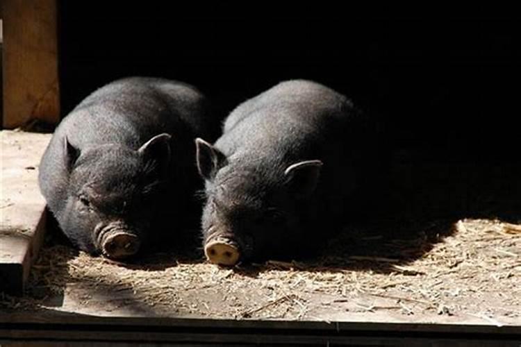 梦到两头黑色的猪