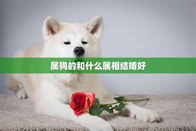 属狗的适合什么属相结婚