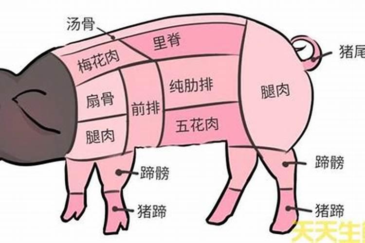 猪肉的五行