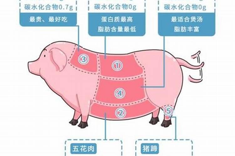 猪肉的五行属性是什么