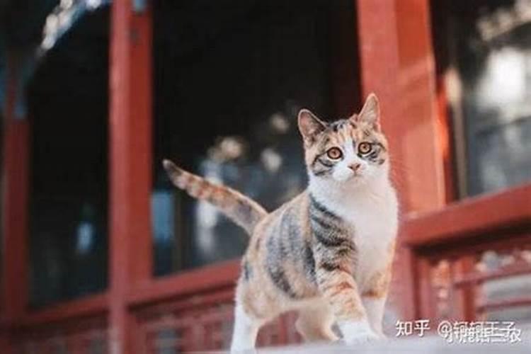 女性梦到猫狗什么预兆