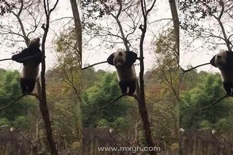 梦到骑车掉下山