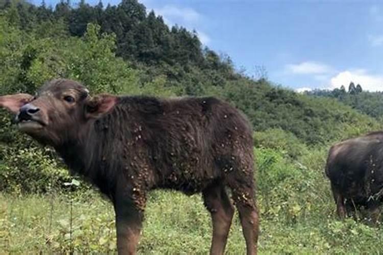 梦见牛皮挂在树上底下还有生下来死的小牛