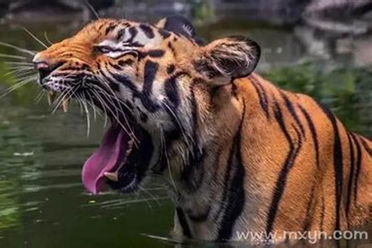 梦见老虎很凶猛是什么意思