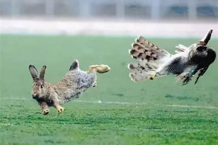 兔子蹬鹰代表什么生肖
