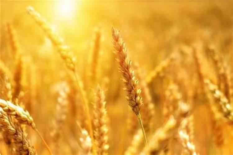 梦见小麦是什么意思周公解梦