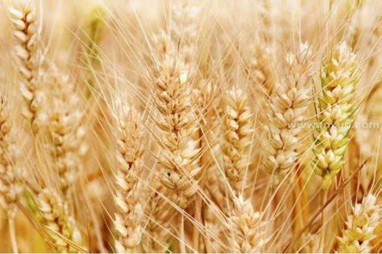 梦见小麦成熟是什么意思,预兆好吗