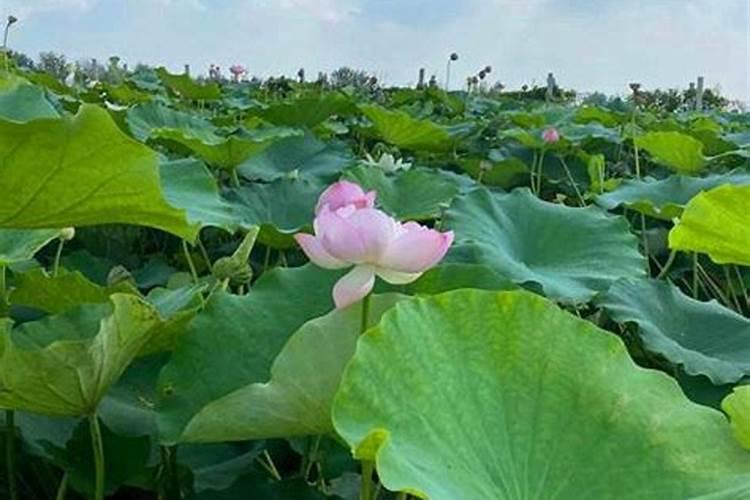 水中荷花是什么生肖动物