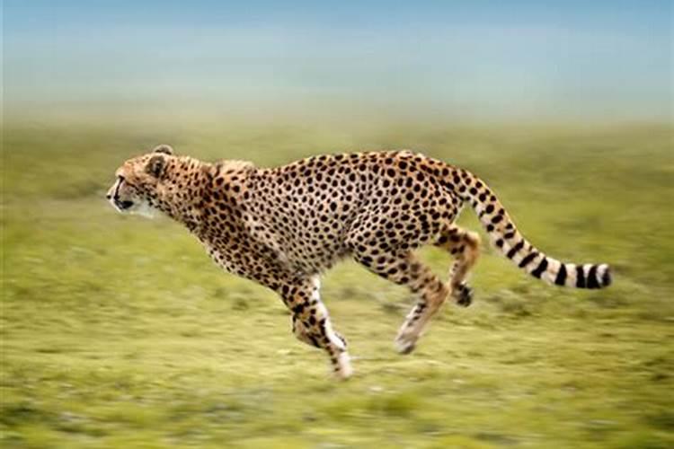 最快的动物是什么生肖