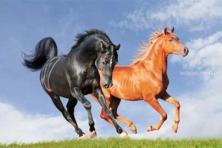 梦到马奔跑是什么意思是什么