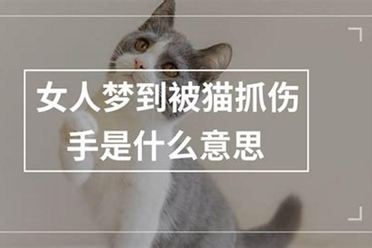 梦见被猫追着咬伤自己什么意思啊女生