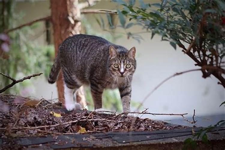 梦见被猫咬被猫追