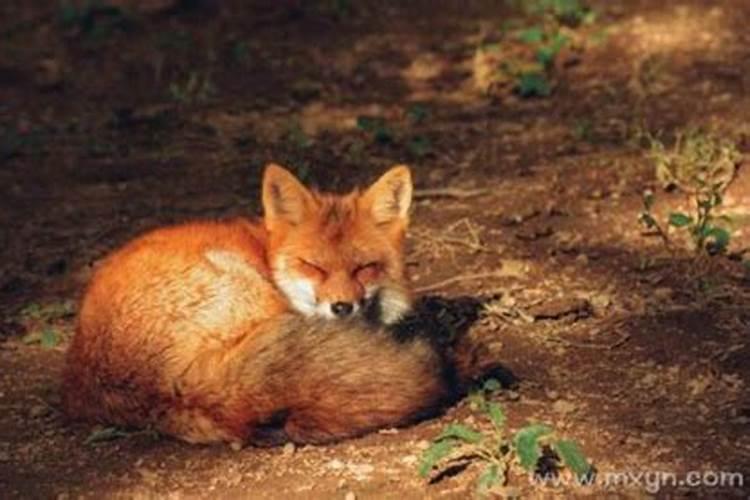 女人梦见狐狸是胎梦吗