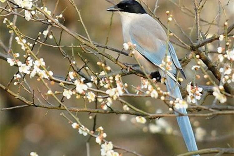 晚上做梦梦见黄鳝和泥鳅是什么兆头