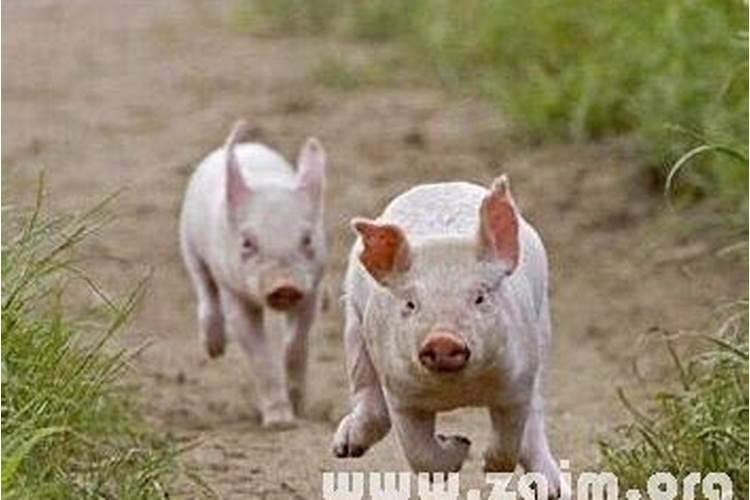 梦到奔跑的猪