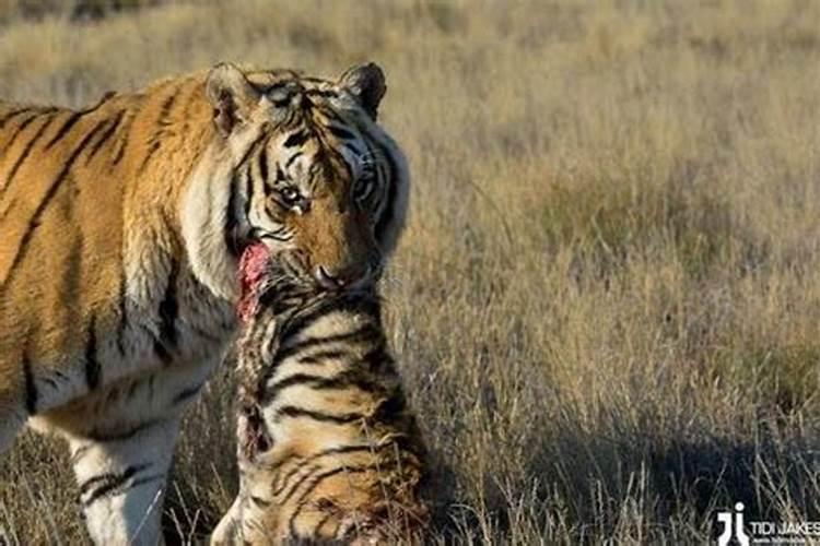 女人梦见自己的老虎吃掉自己的孩子