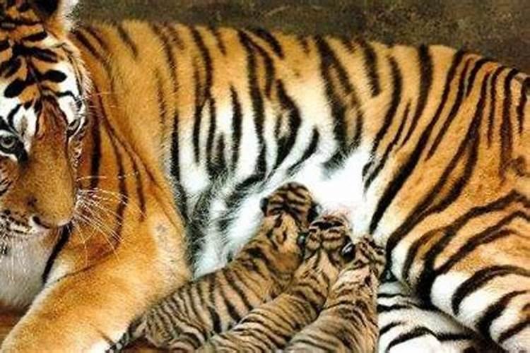 女人梦见自己的老虎吃掉自己的孩子