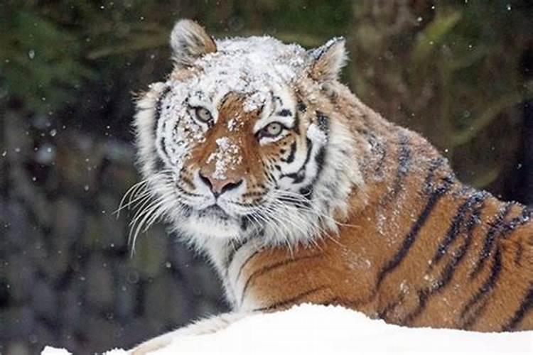 单身女人梦见老虎和野猪打架