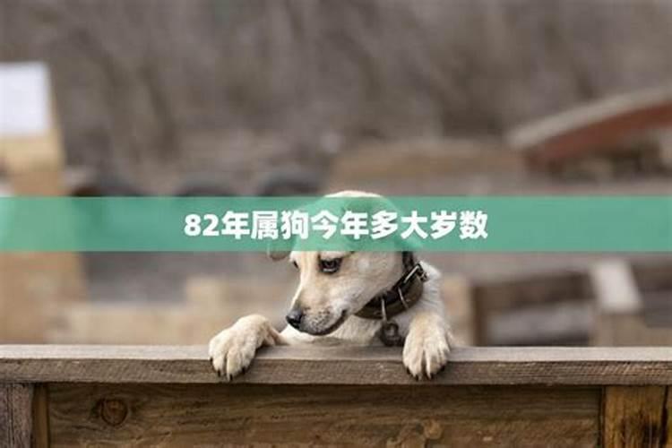 属狗的今年多大2022年,多大年龄