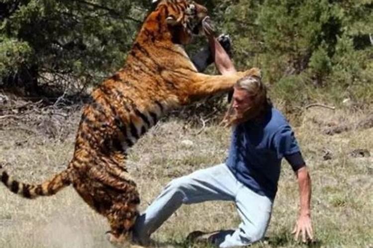 梦见老虎攻击人和老虎搏斗