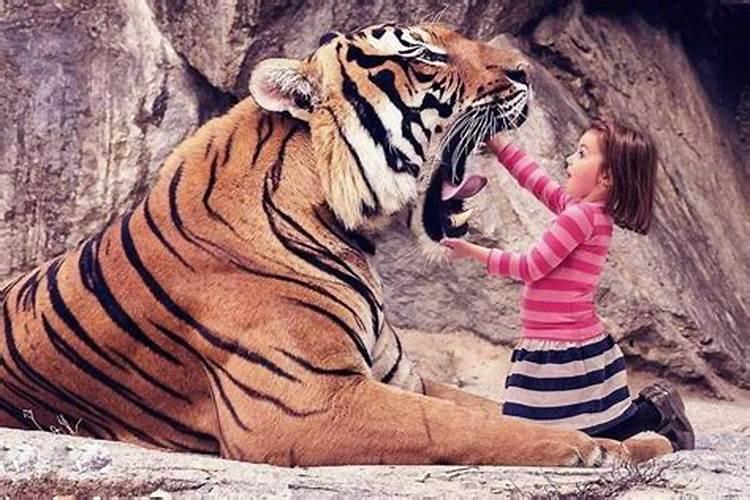 女人梦见看见老虎感到害怕了