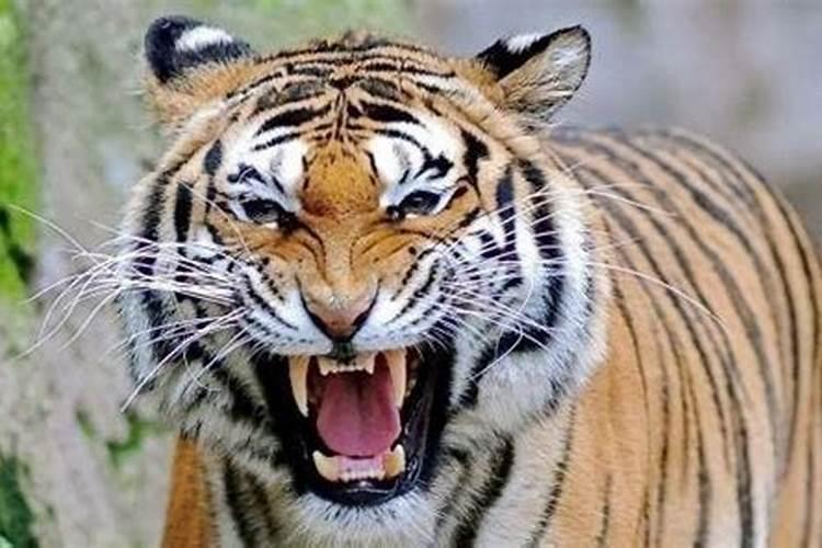 梦见看到老虎我害怕