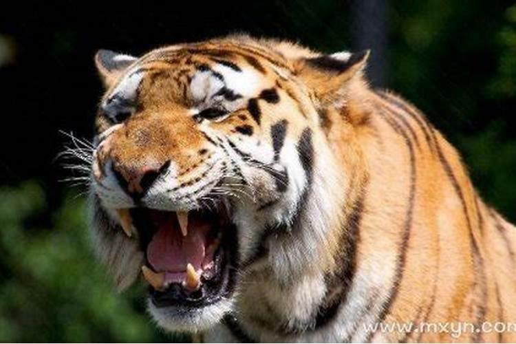 女人梦见老虎吃人是什么意思