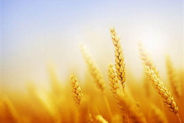 梦见小麦成熟的小麦