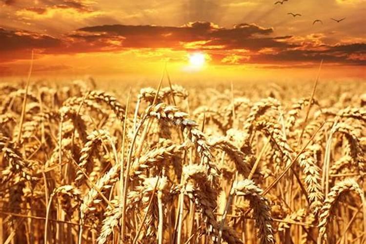 梦见小麦成熟的小麦