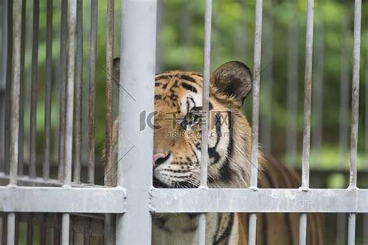 梦见老虎被关在笼子里是什么意思