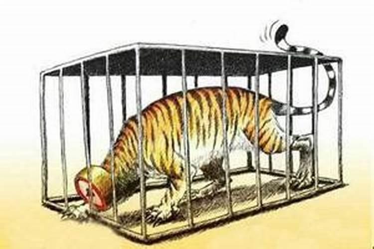 梦见我把老虎关在笼子里