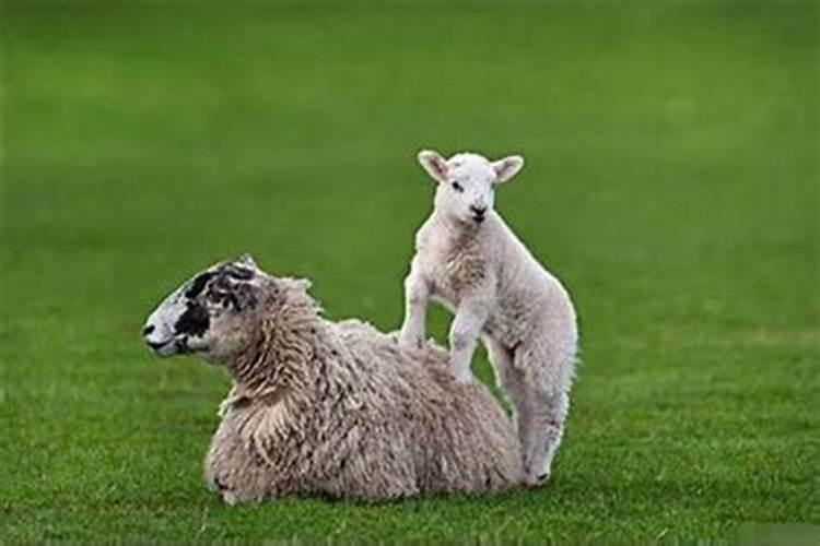 属羊和羊的婚姻怎么样