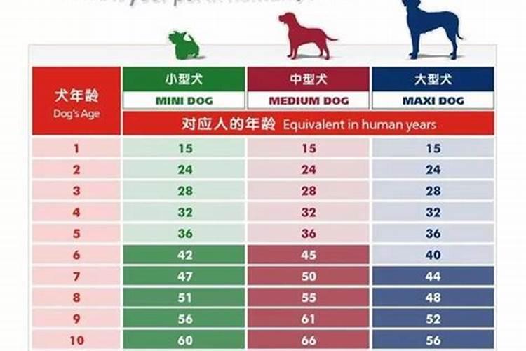 2022属狗的年龄表