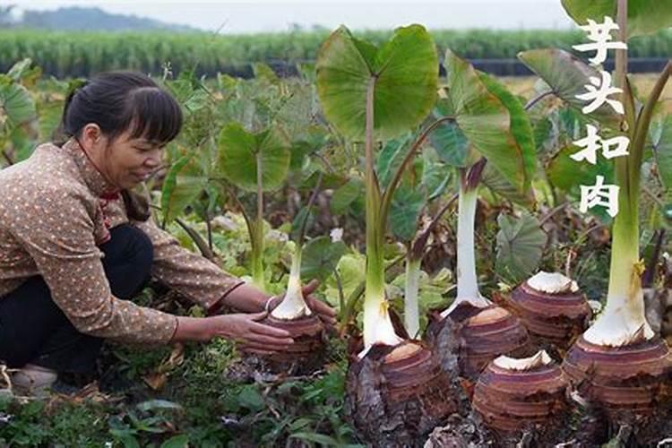 女人梦见在地里挖芋头