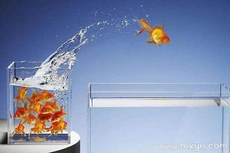 梦到鱼跳来跳去