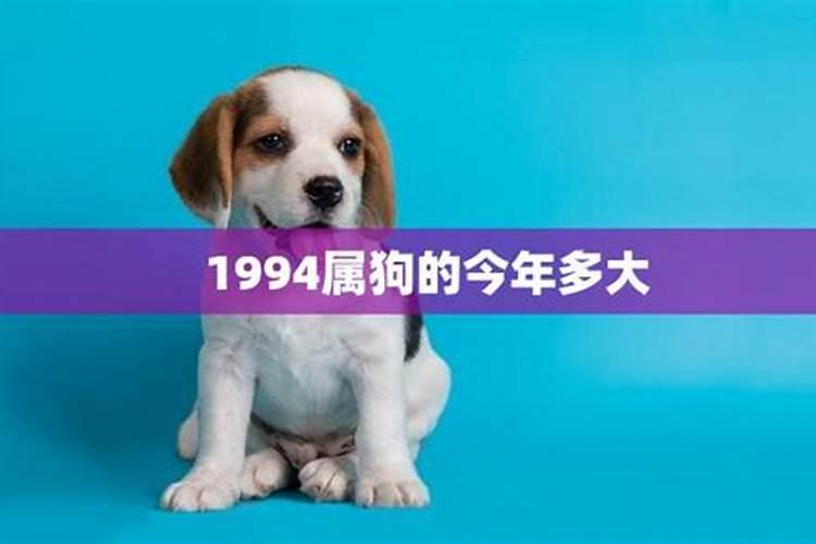 1994属狗今年多大年纪