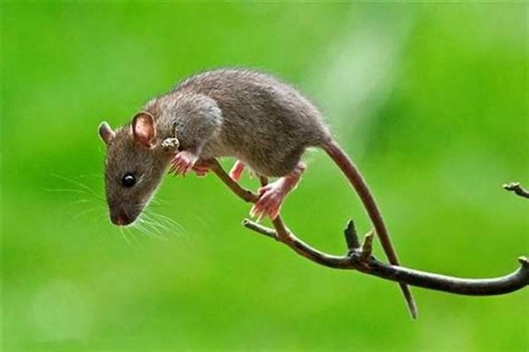 梦见老鼠在地上跑是什么征兆