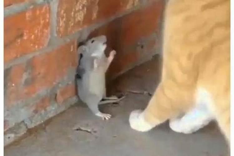 梦见老鼠挖墙角刨洞