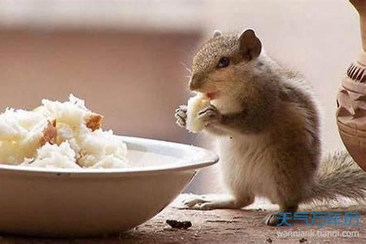 梦见老鼠吃自家的粮食会怎么样