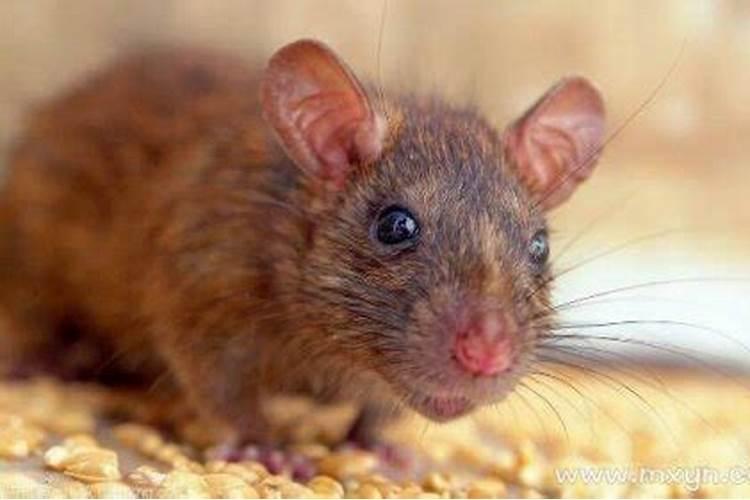 梦见老鼠洞是什么预兆呢
