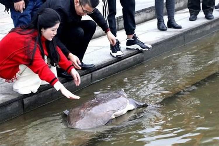 梦见放生的甲鱼什么意思周公解梦