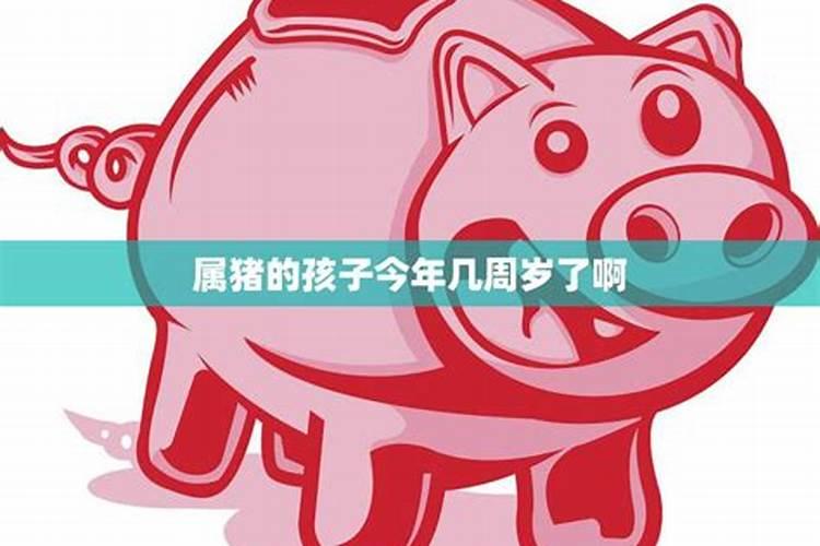 2019属猪今年几周岁了啊